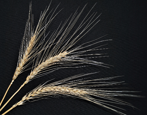 Banatka wheat, ancient whole grain, whole wheat, winter wheat, Sandy Dusek