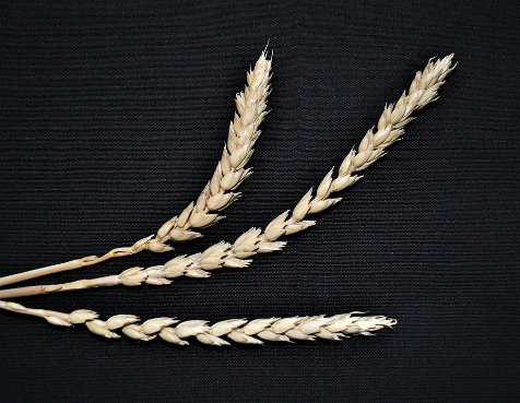 Biblical Durum, Durum wheat, ancient whole grain, ancient whole wheat, Bethlehem, Sandy Dusek