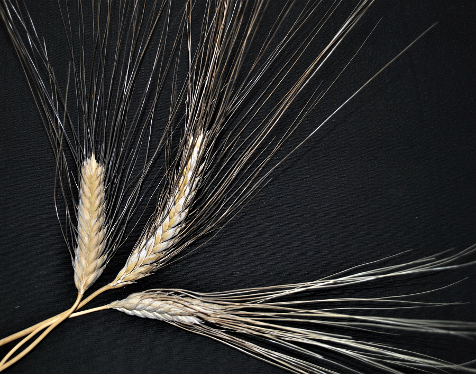 Emmer wheat, wheat, ancient whole grain, ancient wheat, Sandy Dusek